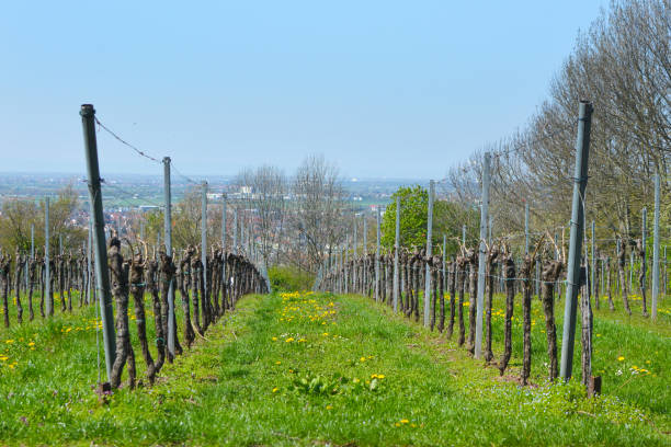 istock Vineyard in early spring with still bare plants on green grass 1142004153