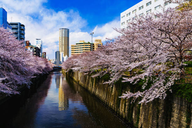 printemps tokyo au japon - rivière meguro photos et images de collection