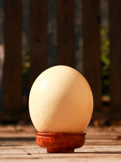 Ostrich egg lying on a wooden base
