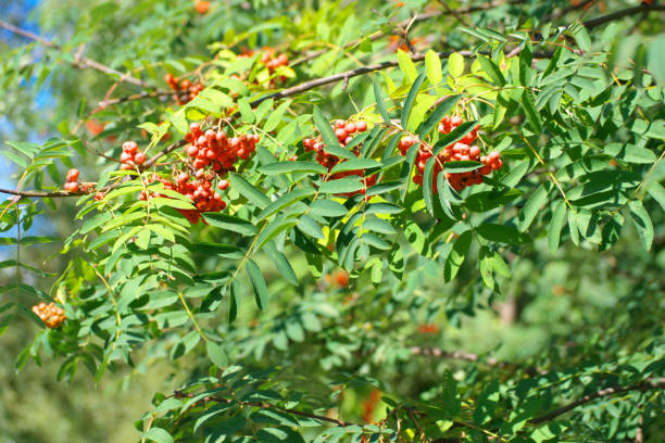 istock ashberry at dry sunny summer day 1142006452