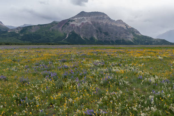 istock Wildflowers Bloom In Waterton Field 1142007474