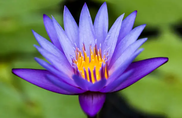 Photo of Lotus flower Lanka