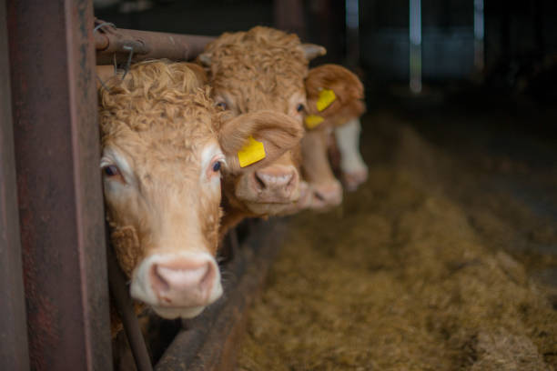 dairy cows in a row feeding on hay