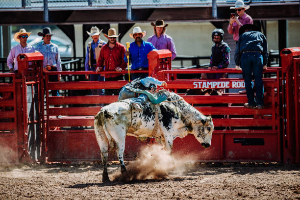 istock Rodeo competition with raging bulls in USA 1142011265
