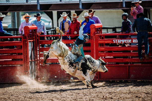 istock Rodeo competition with raging bulls in USA 1142011266