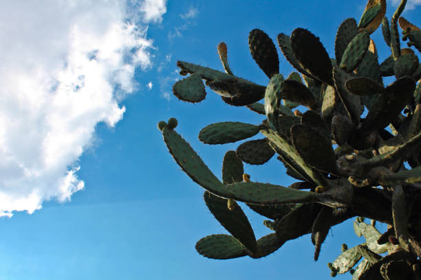 istock Nopales and a blue sky 1142013218