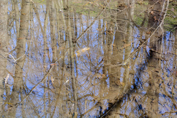 istock Creek in the spring forest. Reflection of trees. snow is melting. 1142014476
