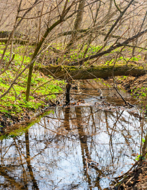 istock Creek in the spring forest. Reflection of trees. snow is melting. 1142014491