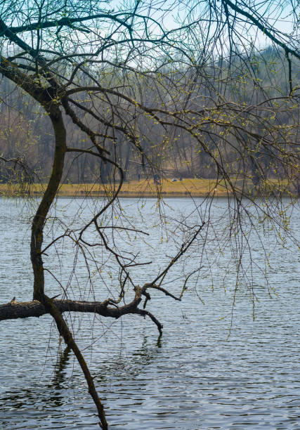 istock Fallen tree in the lake water. Spring landscape. 1142014545