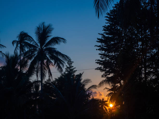 istock Silhouette of palm trees at sunset and multicolored clouds 1142014575