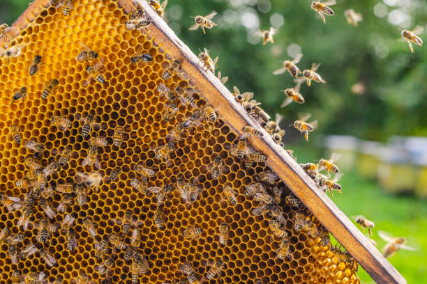 istock Hardworking honey bees on honeycomb in apiary in late summertime 1142014711
