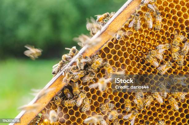 Hardworking Honey Bees On Honeycomb In Apiary In Late Summertime Stock Photo - Download Image Now