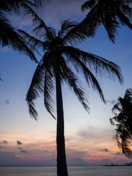 istock Silhouette of palm trees at sunset and multicolored clouds 1142014736