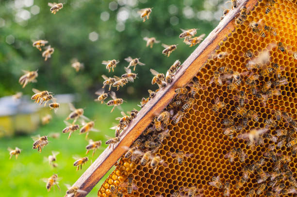istock Hardworking honey bees on honeycomb in apiary in late summertime 1142014738
