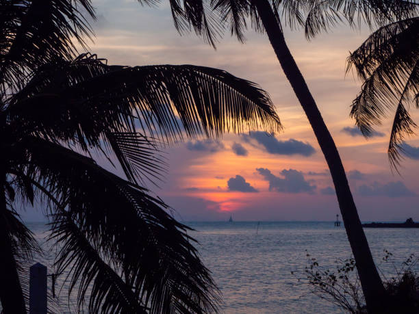 istock Silhouette of palm trees at sunset and multicolored clouds 1142016041