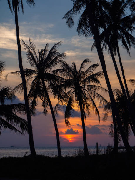 istock Silhouette of palm trees at sunset and multicolored clouds 1142016311