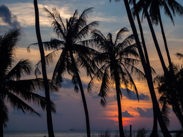 istock Silhouette of palm trees at sunset and multicolored clouds 1142016327