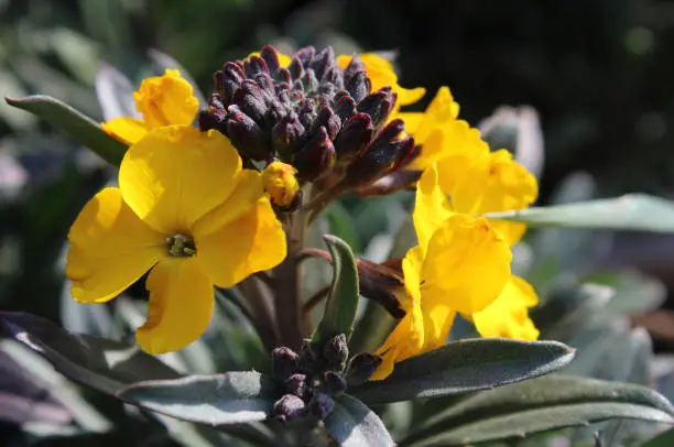 The bright yellow flowers and contrasting dark foliage of Erysimum linifolium Fragrant Sunshine. Also known as the Wallflower.