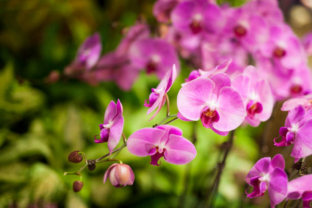 istock Blooming pink orchid in nature 1142016895