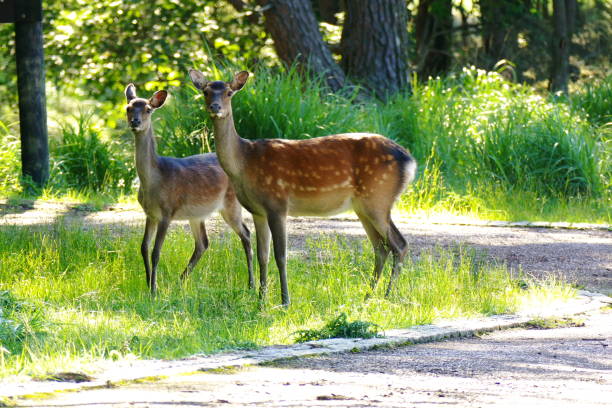 istock Two deer standing by a small path at Ebino kogen, Kyushu, Japan 1142017508