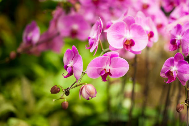 istock Blooming pink orchid in nature 1142017636