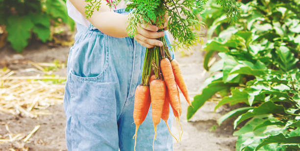 istock Child and vegetables on the farm. Selective focus. 1142017995