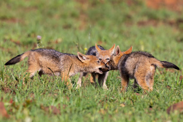 istock Three Black Backed Jackal puppies play in short green grass to develop their skills 1142018160