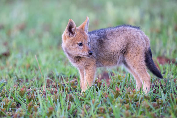 istock Lone Black Backed Jackal pup standing in short green grass explore the world 1142018184