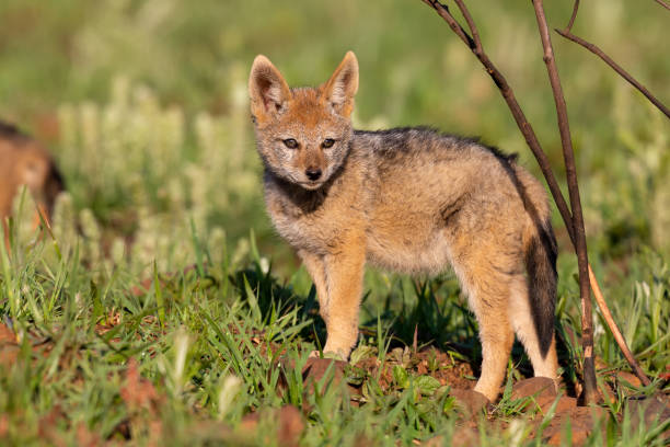 istock Lone Black Backed Jackal pup standing in short green grass explore the world 1142018264
