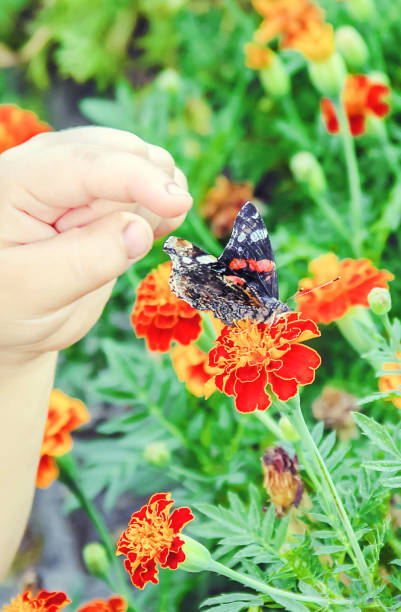 istock Child with a butterfly. Selective focus. nature. 1142018894