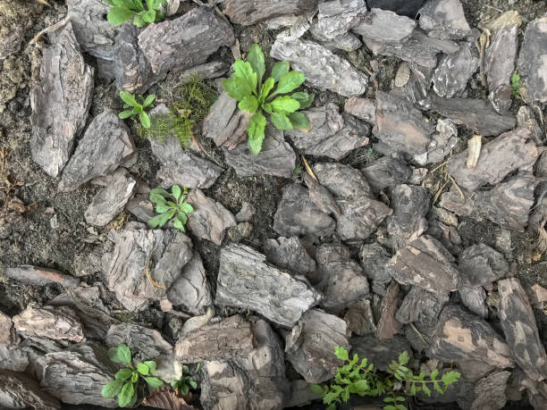 istock Tree bark texture with green plants of background 1142019280