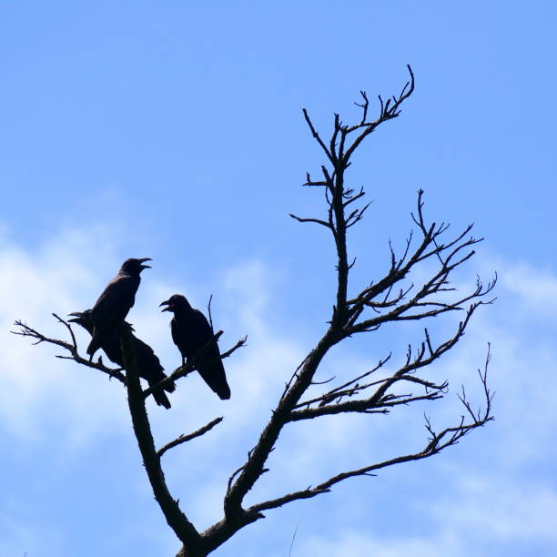 istock Silhouettes of three crows perched on a dead tree, Zamami, Okinawa 1142019339