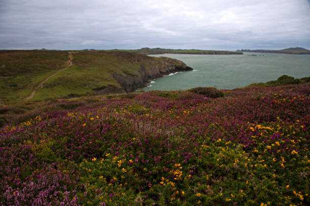 istock Wildflowers & Pembrokeshire Coastal Path on a Cloudy Day 1142019422