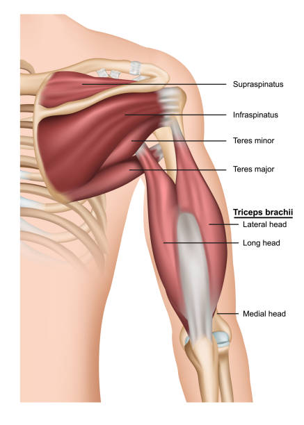 ilustraciones, imágenes clip art, dibujos animados e iconos de stock de musculus tríceps braquial 3d ilustración vectorial médica sobre fondo blanco, brazo humano por detrás - hombro