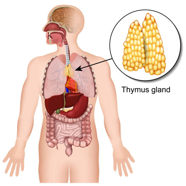 illustrazioni stock, clip art, cartoni animati e icone di tendenza di thymus ghiandola sistema endocrino 3d illustrazione vettoriale medica su sfondo bianco - timo