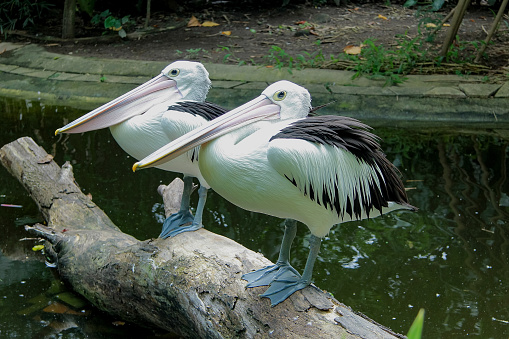 white pelicans that are sunbathing on wooden chunks that float on water