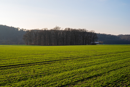 Small grove framed by green fields in the evening sun, Kettwig, Essen, Germany