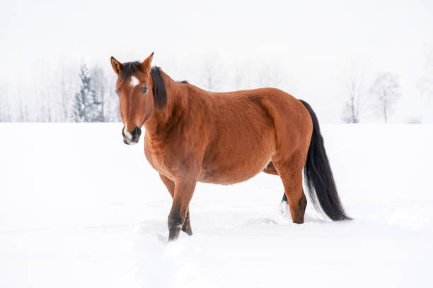 istock Brown horse on snow, field, blurred trees behind her. 1142021958