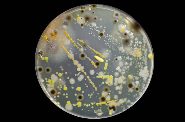 異なる細菌やカビのコロニー - staphylococcus epidermidis ストックフォトと画像