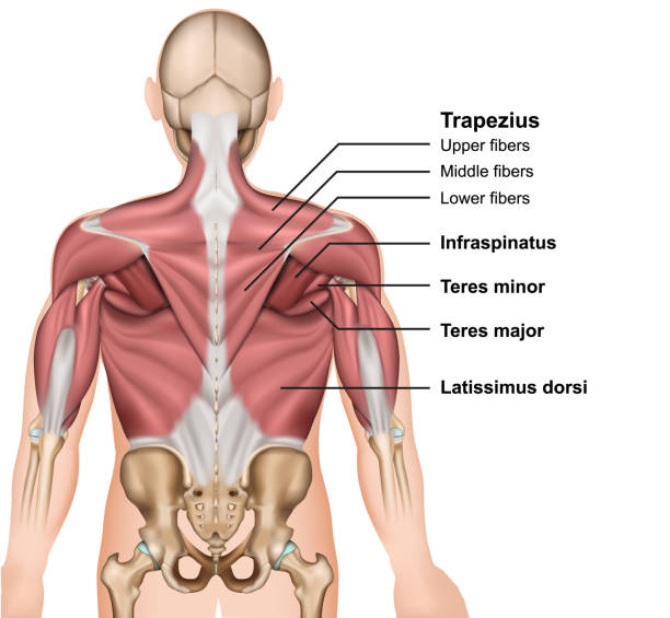 illustrazioni stock, clip art, cartoni animati e icone di tendenza di i muscoli della schiena illustrazione vettoriale medica 3d - human muscle back muscular build men