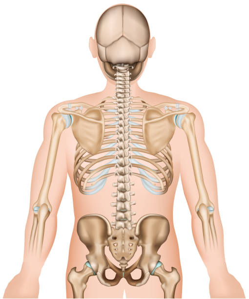 ребра задних костей и хип 3d медицинская иллюстрация вектора - human spine human bone human vertebra rib cage stock illustrations