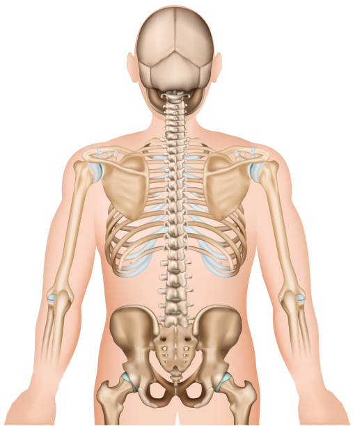 Back bones ribs and hip 3d medical vector illustration Back bones ribs and hip 3d medical vector illustration eps 10 clip art of rib cage stock illustrations