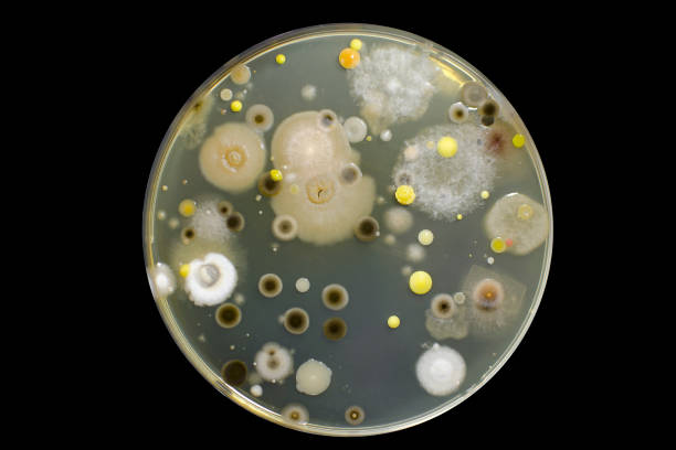 異なる細菌やカビのコロニー - staphylococcus epidermidis ストックフォトと画像
