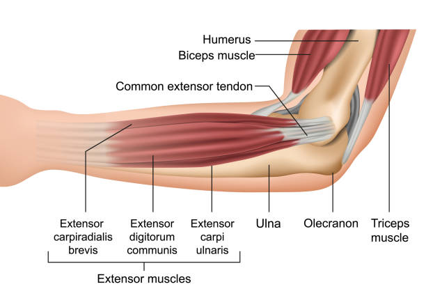 ilustraciones, imágenes clip art, dibujos animados e iconos de stock de anatomía de los músculos del codo ilustración vectorial médica - ligament