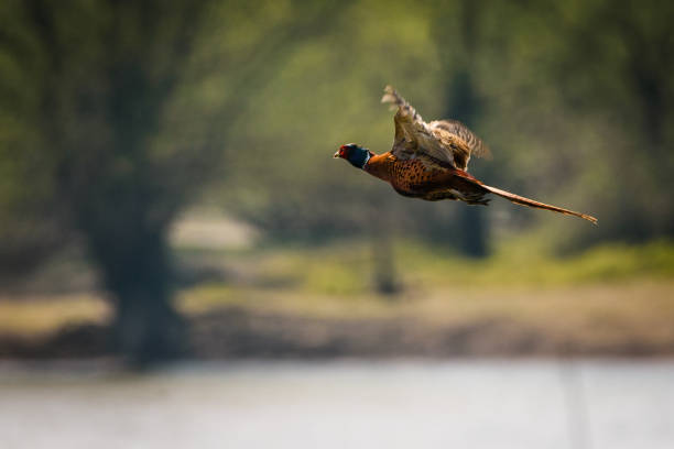 faisão do vôo - pheasant hunting bird gamebird - fotografias e filmes do acervo