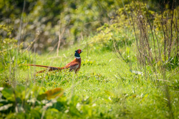 faisão - pheasant hunting bird gamebird - fotografias e filmes do acervo