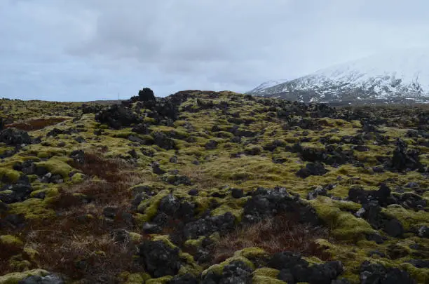 Rocky volcanic rocks in a lava field with a snow capped mountain in the background in Iceland