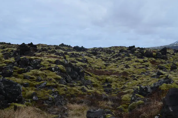 Rocky Icelandic lava field with green moss