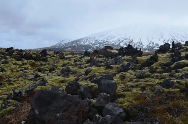 Stunning snow capped mountain behind a lava field
