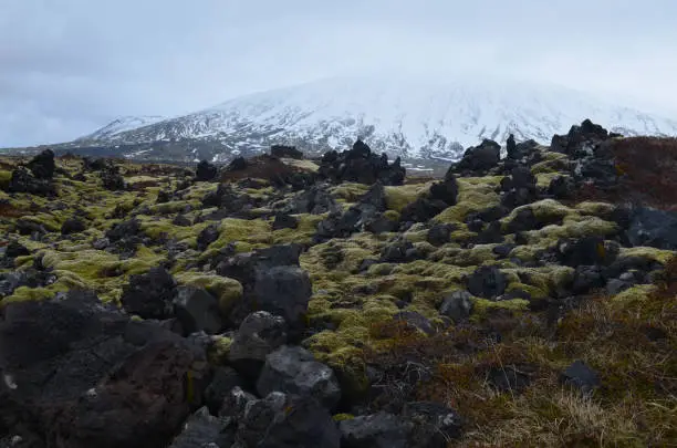 Snow capped mountain behind a lava field